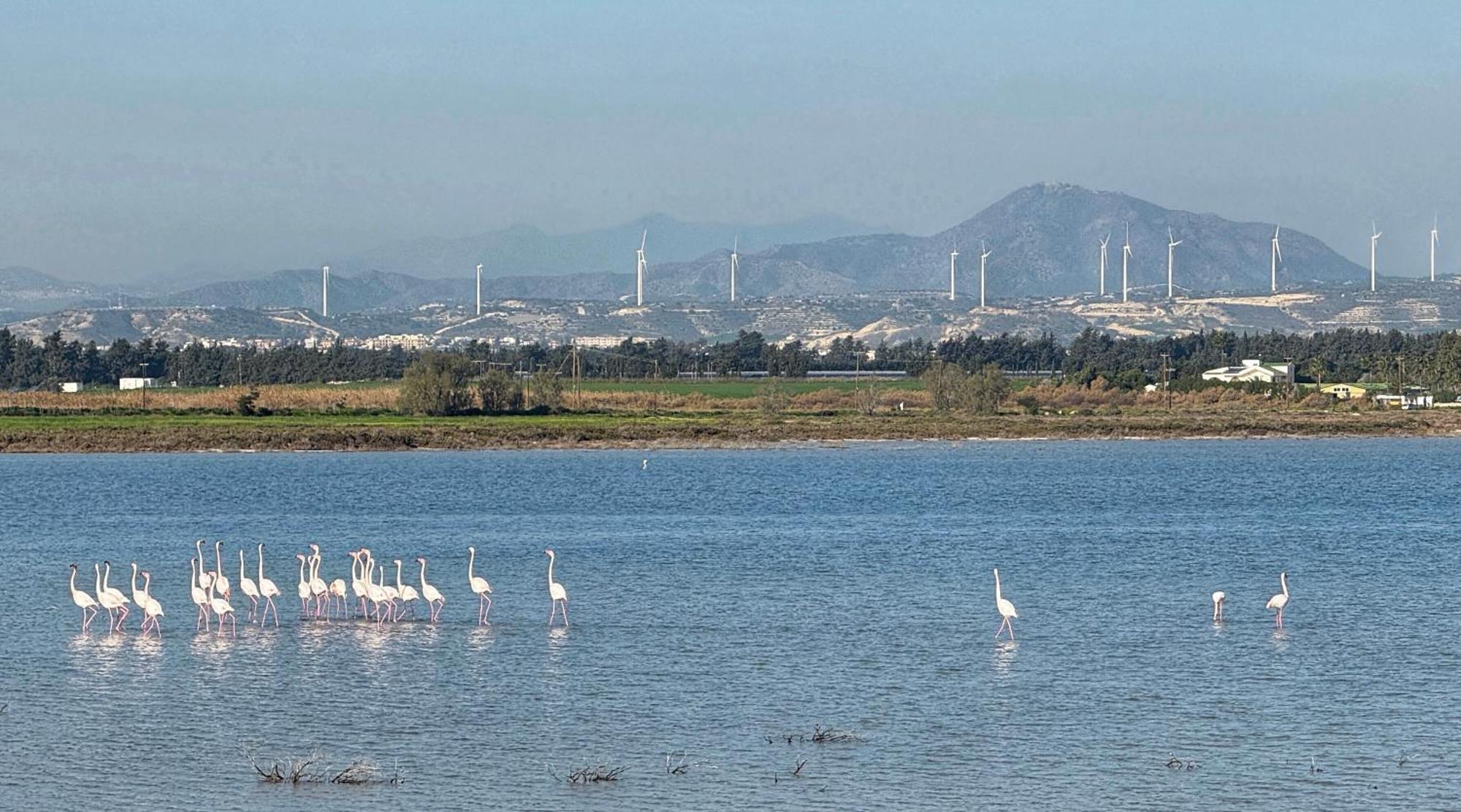 Yialos Village By Cybarco Larnaca Esterno foto